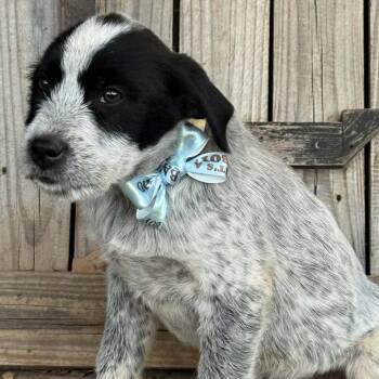 Great Pyrenees and Australian Cattle Dog Blue Heeler Dogs Available for Adoption in Otisfield, Maine - Rowan | PetCurious