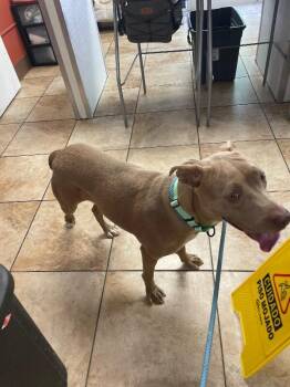 Elowen -  Mixed Breed Dog for Adoption in Cincinnati, Ohio - Elowen | PetCurious