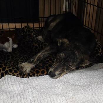 Todd -  Mixed Breed Dog for Adoption in Bismarck, North Dakota - Todd | PetCurious
