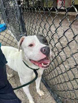 Rescue Pit Bull Terrier Dogs for Adoption in Philadelphia, Pennsylvania - Beavis | PetCurious