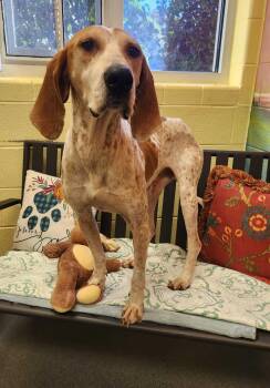 Rescue Hound Dogs for Adoption in Lafayette Township, New Jersey - Soup | PetCurious