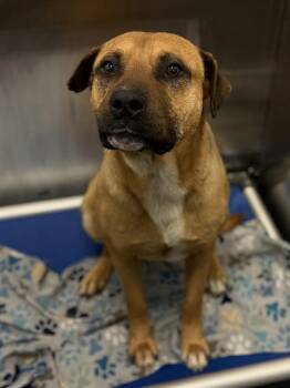 Mastiff and Mixed Breed Dogs Available for Adoption in Dallas, Texas - RUSTY | PetCurious