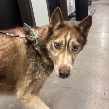 Xoe -  Husky Dog for Adoption in Tampa, Florida - Xoe | PetCurious