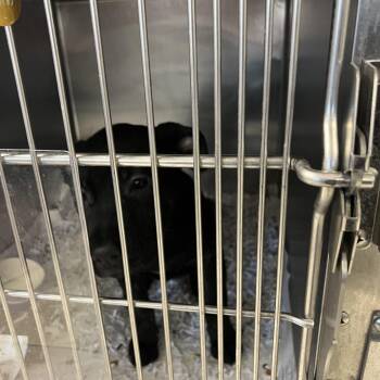 Shepherd and Pit Bull Terrier Dogs Available for Adoption - Princess Cupcake | PetCurious