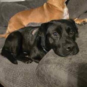 Pit Bull Terrier Dogs Available for Adoption - Roofus Blazay | PetCurious