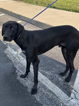 MADDOX -  Pointer and Labrador Retriever Dog for Adoption in Rossford, Ohio - MADDOX | PetCurious