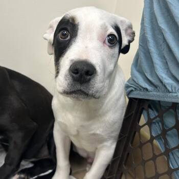 Mixed Breed Dogs Available for Adoption - Echo | PetCurious