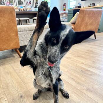 MATILDA (670) -  Australian Cattle Dog Blue Heeler and Mixed Breed Dog for Adoption in Indiantown, Florida - MATILDA (670) | PetCurious
