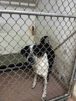 Tank -  Hound Dog for Adoption in Nacogdoches, Texas - Tank | PetCurious