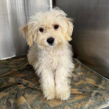 Eggnog James -  Mixed Breed Dog for Adoption in Houston, Texas - Eggnog James | PetCurious
