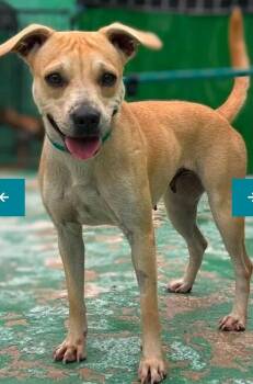 MANG0 (Foster or Foster to Adopt) -  Mixed Breed Dog for Adoption in Ajax, Ontario - MANG0 (Foster Or Foster To Adopt) | PetCurious
