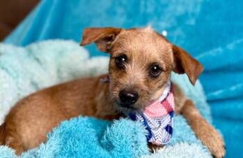 Rescue Terrier Dogs for Adoption in Hondo, Texas - Oslo  - Purse Sized Sweeheart! | PetCurious