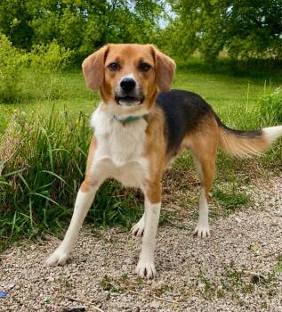 Beagle and Labrador Retriever Dogs Available for Adoption in Decorah, Iowa - Louis | PetCurious