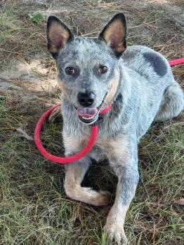 Rosco -  Australian Shepherd Dog for Adoption in Springfield, Illinois - Rosco | PetCurious