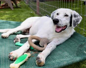 Winston -  Labrador Retriever and Pointer Dog for Adoption in Fort Worth, Texas - Winston | PetCurious