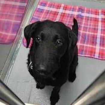 Mixed Breed Dogs Available for Adoption in Davenport, Iowa - Fancy Dan | PetCurious