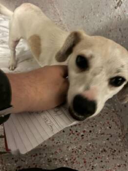 Chihuahua Dogs Available for Adoption in Fort Lauderdale, Florida - LANA | PetCurious