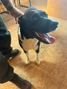 Hershey -  Border Collie and Mixed Breed Dog for Adoption in Lafayette, Tennessee - Hershey | PetCurious