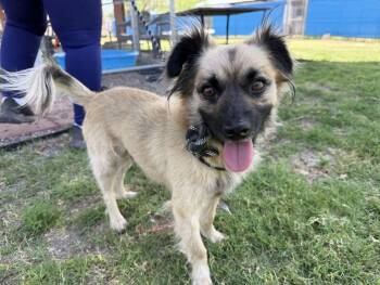 Milan -  Spaniel Dog for Adoption in Canutillo, Texas - Milan | PetCurious
