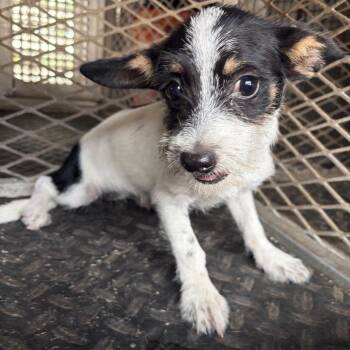 Fiona -  Terrier Dog for Adoption in Edinburg, Texas - Fiona | PetCurious