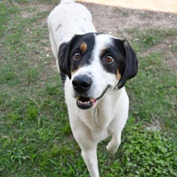 Australian Shepherd Dogs Available for Adoption in Beaumont, Texas - Douglas | PetCurious
