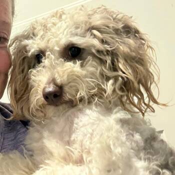 Poodle and Maltese Dogs Available for Adoption in Ennis, Texas - Alby | PetCurious