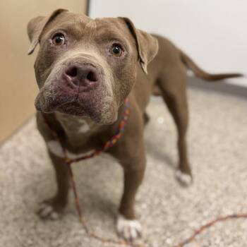 DOG 07/14/2026 -  Pit Bull Terrier and Mixed Breed Dog for Adoption in Bullhead City, Arizona - DOG 07/14/2026 | PetCurious