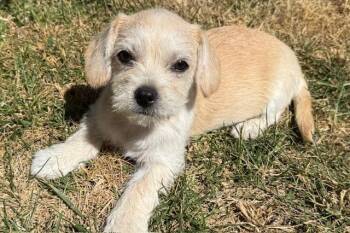 Rescue Terrier Dogs for Adoption in Torrance, California - Phineas | PetCurious