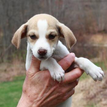 Jack Russell Terrier Dogs Available for Adoption in Stormville, New York - CT Blue | PetCurious
