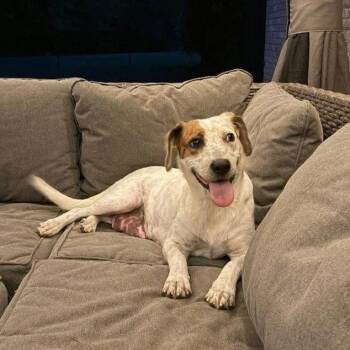 Australian Cattle Dog Blue Heeler Dogs Available for Adoption in Fullerton, Pennsylvania - Mellie | PetCurious