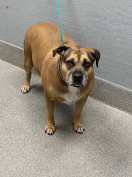 POTATO -  Pit Bull Terrier Dog for Adoption in Las Vegas, Nevada - POTATO | PetCurious