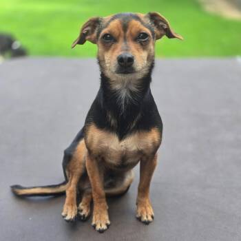 Bo -  Mixed Breed and Chihuahua Dog for Adoption in Hilton, New York - Bo | PetCurious