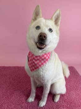 Husky Dogs Available for Adoption in Columbus, Ohio - Buoy | PetCurious