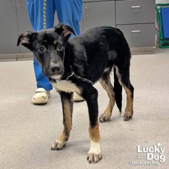 Fido -  Australian Shepherd and Shepherd Dog for Adoption in Washington, District Of Columbia - Fido | PetCurious