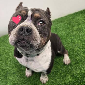 Jack -  American Bulldog Dog for Adoption in Columbia, Missouri - Jack | PetCurious