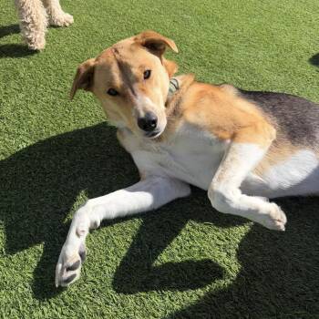 Australian Shepherd and Greyhound Dogs Available for Adoption - Luke  | PetCurious