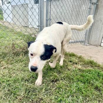 Smokey -  Border Collie and American Bulldog Dog for Adoption in Albany, Missouri - Smokey | PetCurious