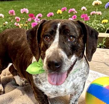 Basset Hound Dogs Available for Adoption in Perry, Iowa - Roxie | PetCurious