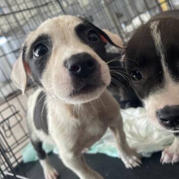 Mars -  Pit Bull Terrier Dog for Adoption in Edinburg, Texas - Mars | PetCurious