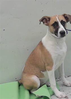 MICA -  Labrador Retriever and Mixed Breed Dog for Adoption in Houston, Texas - MICA | PetCurious