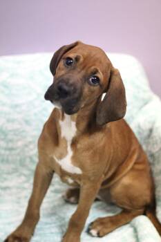 Buttercup in NH. Come Meet our Adoptable Dogs Wednesday-Saturday -  Boxer Dog for Adoption in Manchester, New Hampshire - Buttercup In NH. Come Meet Our Adoptable Dogs Wednesday-Saturday | PetCurious