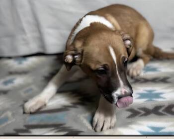 Shepherd and Pit Bull Terrier Dogs Available for Adoption in Aurora, Indiana - Floyd Dawgs : Hanzo | PetCurious