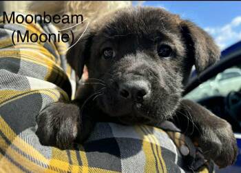 Shepherd Dogs Available for Adoption in Winnipeg, Manitoba - Moonbeam  | PetCurious