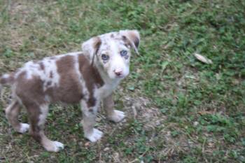 Catahoula Leopard Dog Dogs Available for Adoption in Jemison, Alabama - Bea | PetCurious