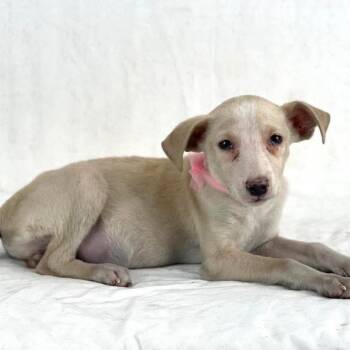 Fiona - Local August 28-30 -  Labrador Retriever Dog for Adoption in Brookshire, Texas - Fiona - Local August 28-30 | PetCurious