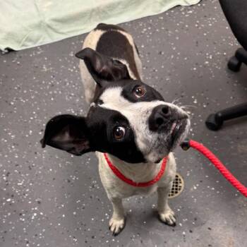 Nelly -  Mixed Breed Dog for Adoption in Columbiana, Alabama - Nelly | PetCurious