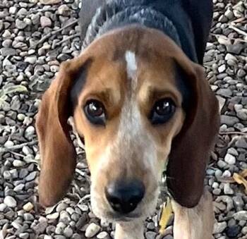 Rescue Beagle Dogs for Adoption in Tomball, Texas - Blake | PetCurious