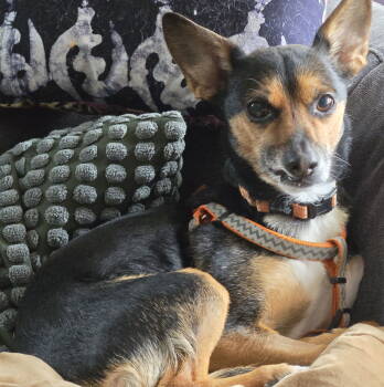 Rescue Terrier Dogs for Adoption in Brooklyn Center, Minnesota - Emilio | PetCurious