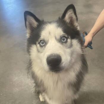 Husky Dogs Available for Adoption - Frost | PetCurious