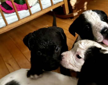 Rescue German Shepherd Dog and Labrador Retriever Dogs for Adoption - Bam Bam | PetCurious